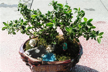 刚买回来的盆栽要浇水吗