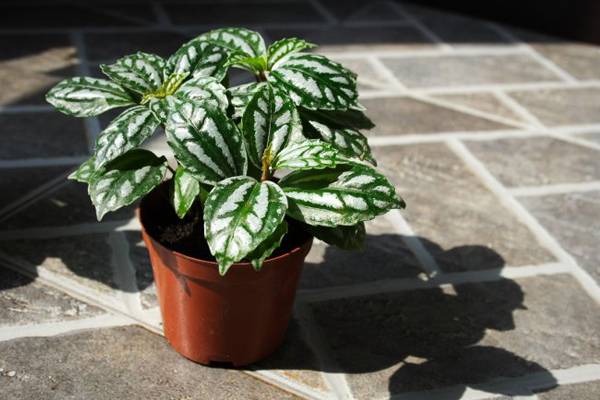 冷水花生虫了怎么办常见虫害防治(冷水泡花生吃补水吗)