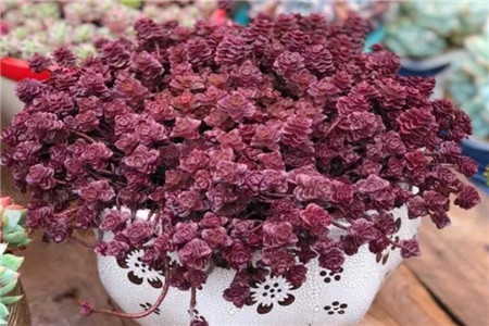 一碗多肉大米饭馋得我口水直流什么意思