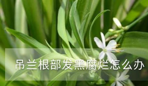 吊兰根部发黑腐烂怎么办(吊兰的根发黑了怎么办)