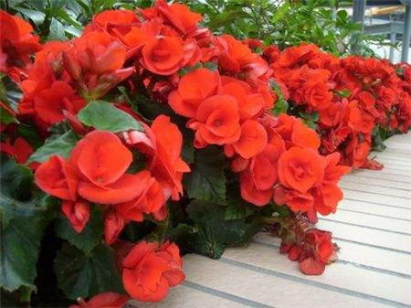 丽格海棠花如何过冬