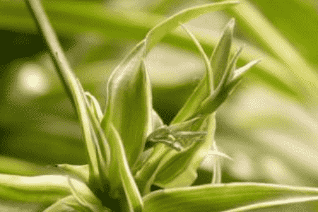 吊兰叶尖干枯什么原因引起的