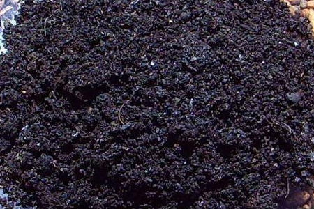 柚子树苗怎么种好活