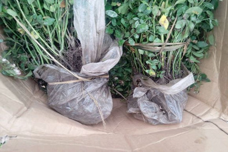 月季花如何压条繁殖方法