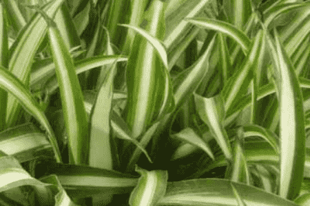 吊兰叶尖干枯什么原因引起的