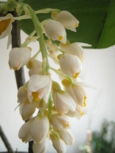 石斛花长虫子怎么办