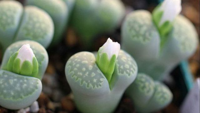 多肉缀化与多头的区别(多肉缀化好养吗?)