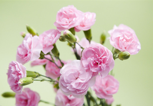 康乃馨各色花语及象征意义红色