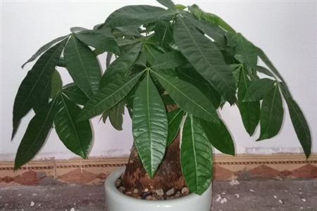 刚买回来的盆栽要浇水吗