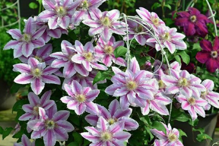 铁线莲什么时候剪枝比较好