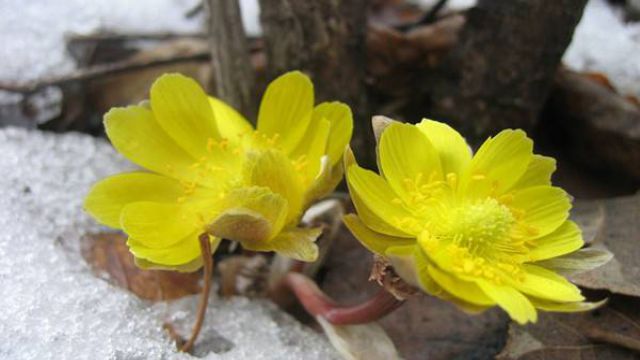 冰凌花的花语(冰凌花花语唯美句子)
