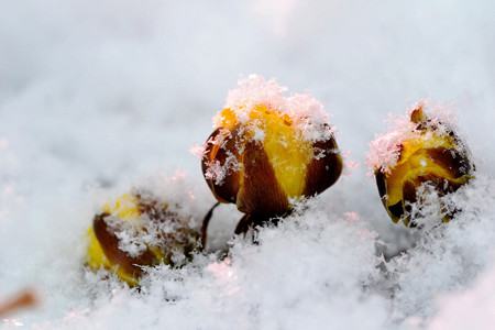 冰凌花花语唯美句子