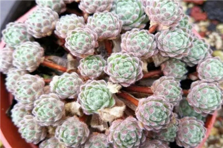 一碗多肉大米饭馋得我口水直流什么意思