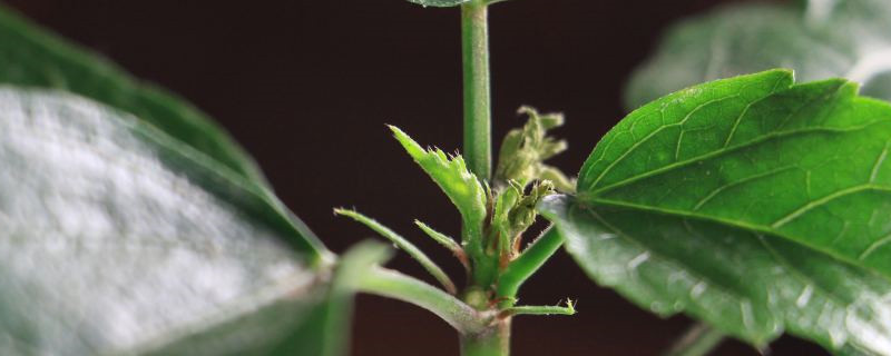 怎么让扶桑多开花花期如何养护(扶桑花的养殖方法怎么让她多开花)