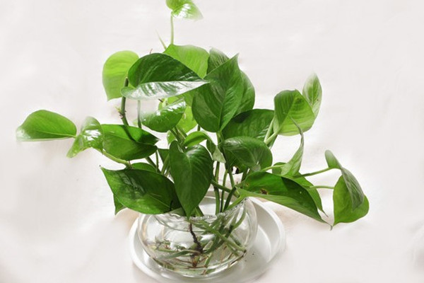 为啥你的水培发黄烂根她的却枝繁叶茂水养植物技巧(水培植物烂根是怎么回事)