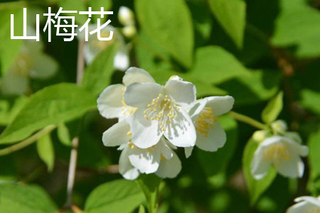 梅花和山桃花的区别