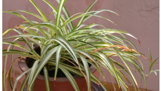 吊兰叶尖干枯什么原因(吊兰叶尖干枯什么原因引起的)