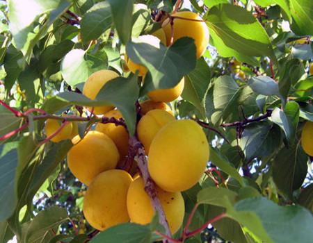 杏树怎么养