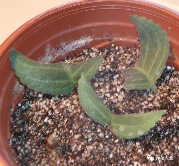 便宜容易养活又漂亮的植物