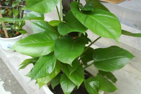 大叶绿萝的养殖方法和注意事项有哪些