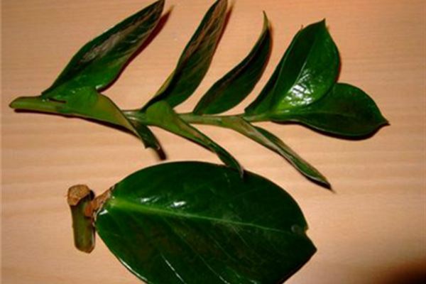 能把招财花1盆变10盆你才能越来越有钱！(招财花怎么养)