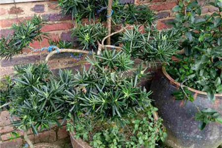 罗汉松的寓意与风水