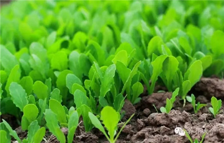 种什么菜简单省事