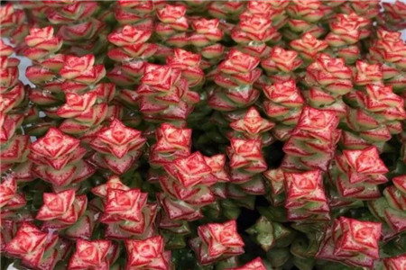 一碗多肉大米饭馋得我口水直流什么意思