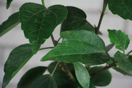 扶桑花的养殖方法怎么让她多开花