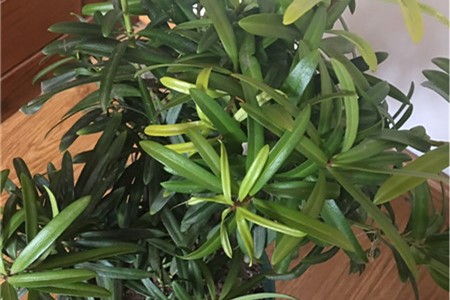 罗汉松的寓意与风水