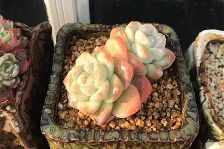 多肉叶插苗移栽