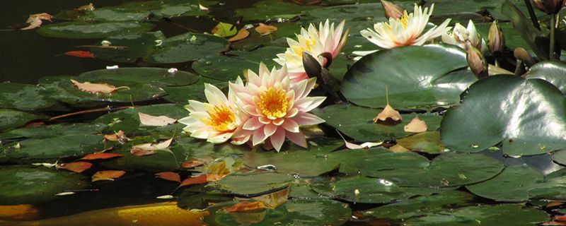 花店买的睡莲怎么养(花店买的睡莲不开花)