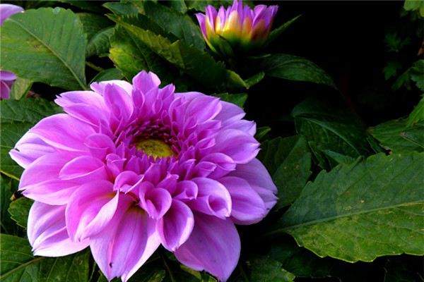 西番莲的花语和传说(西番莲象征什么)