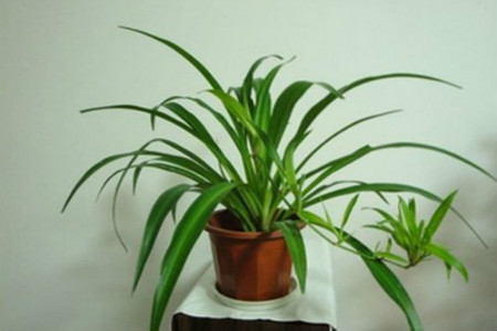 吊兰的根发黑了怎么办