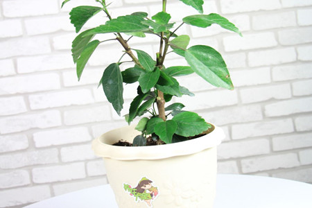 扶桑花的养殖方法怎么让她多开花