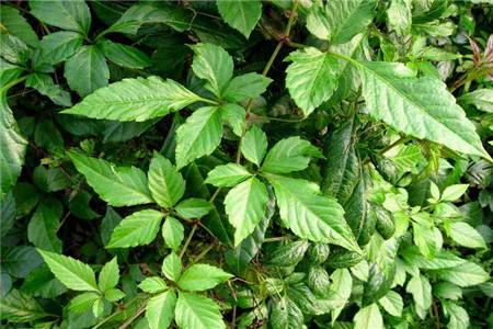 乌蔹莓的功效与作用是什么