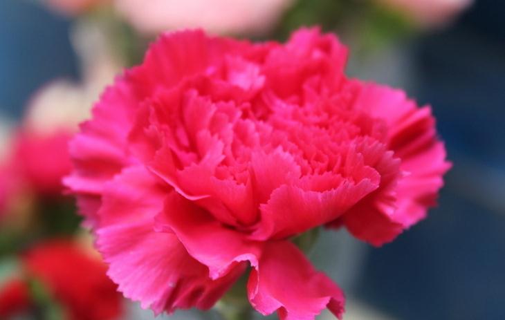 康乃馨各色花语及象征意义红色