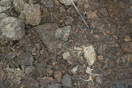 月季花如何压条繁殖方法