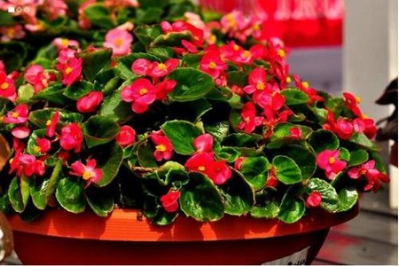 四季海棠施什么肥料最好