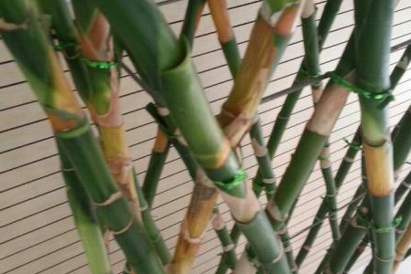 富贵竹枝杆发黄怎么办