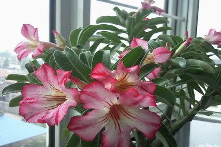 沙漠玫瑰叶子发黄怎么办?