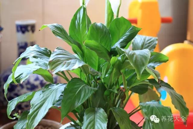 便宜容易养活又漂亮的植物