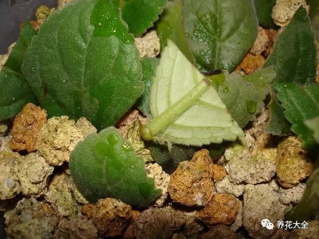 便宜容易养活又漂亮的植物