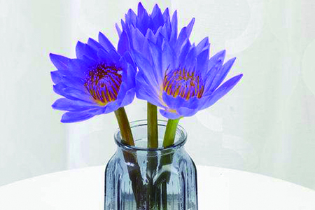 花店买的睡莲不开花