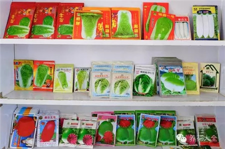 种什么菜简单省事