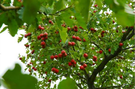 山楂的病虫害防治技术