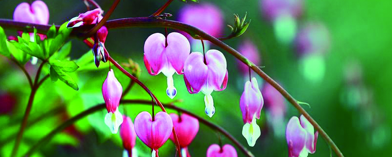 荷包牡丹一年开几次花花语是什么花期怎么养护(荷包牡丹花的花语)