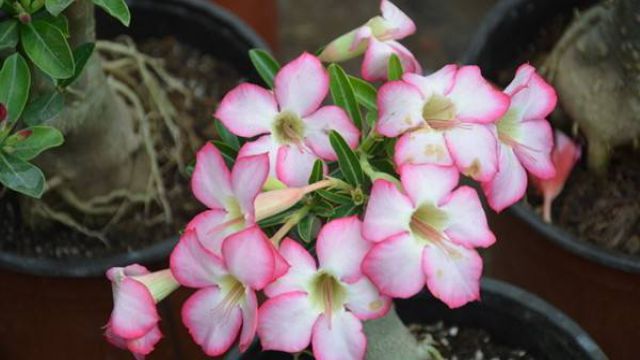 刚买的沙漠玫瑰叶子发黄怎么办黄叶枯萎的原因及补救(沙漠玫瑰叶子发黄怎么办?)