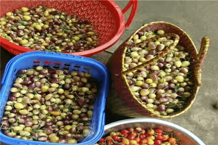 阳台种五彩椒种植方法