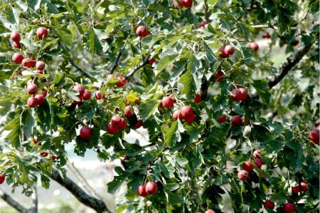 山楂的病虫害防治技术